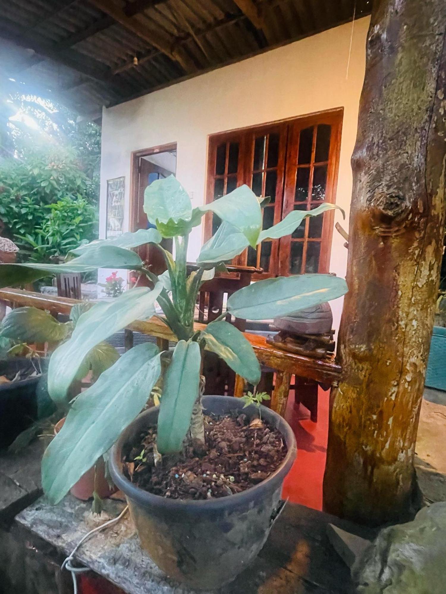 Hidden Gem Inn เอลลา ภายนอก รูปภาพ